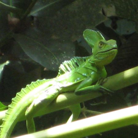 El Tucan Jungle Lodge Puerto Viejo de Talamanca 외부 사진