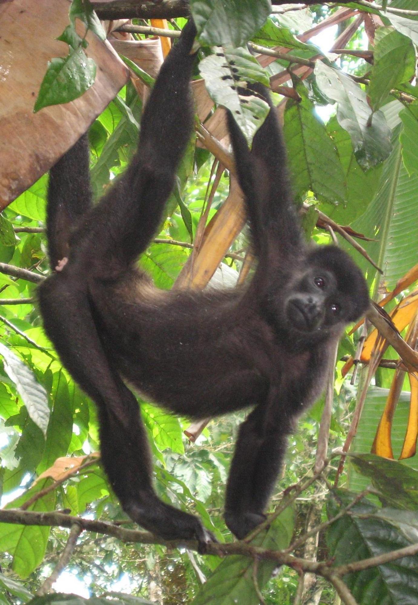 El Tucan Jungle Lodge Puerto Viejo de Talamanca 외부 사진
