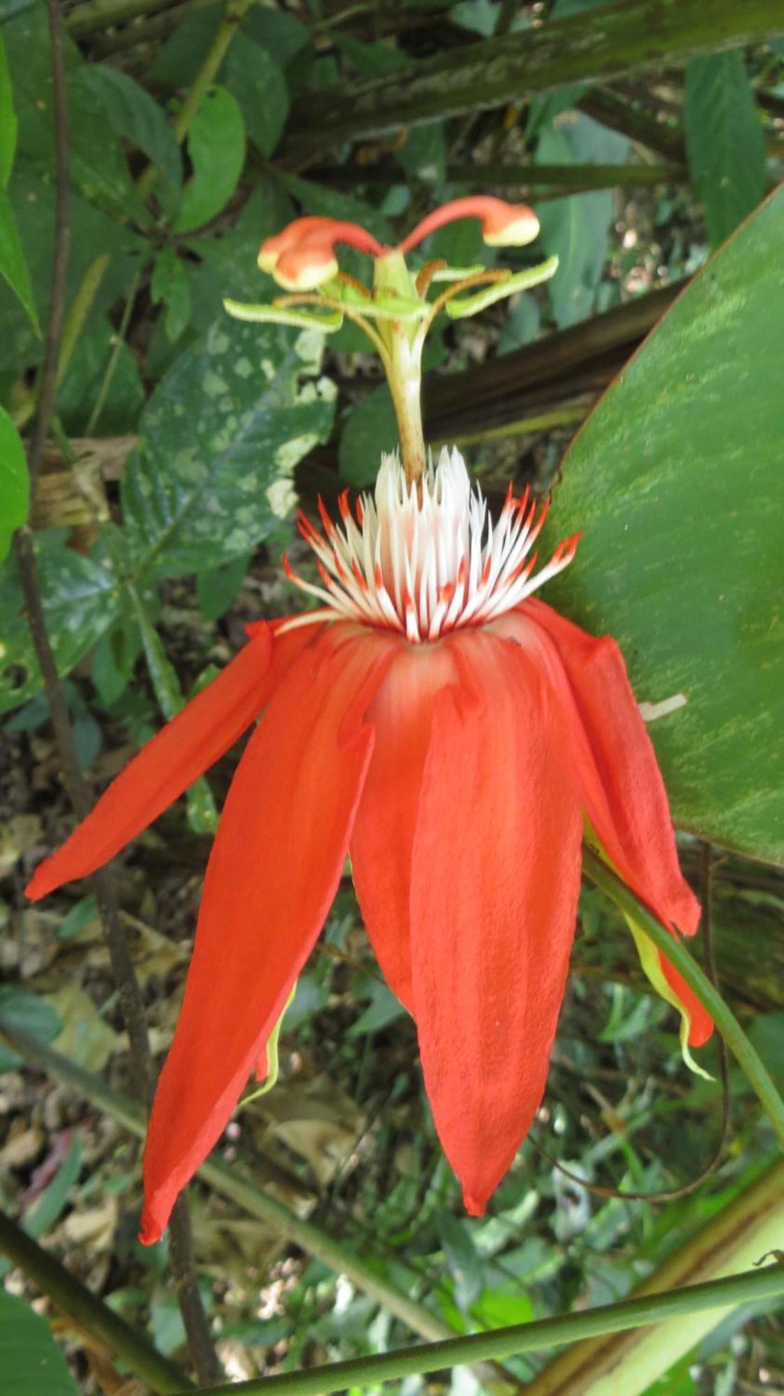El Tucan Jungle Lodge Puerto Viejo de Talamanca 외부 사진