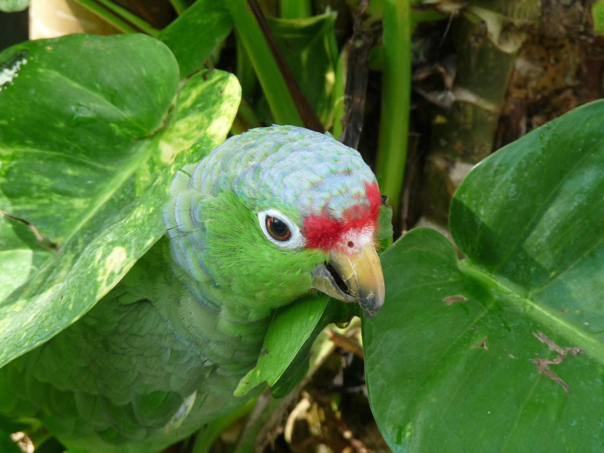 El Tucan Jungle Lodge Puerto Viejo de Talamanca 외부 사진