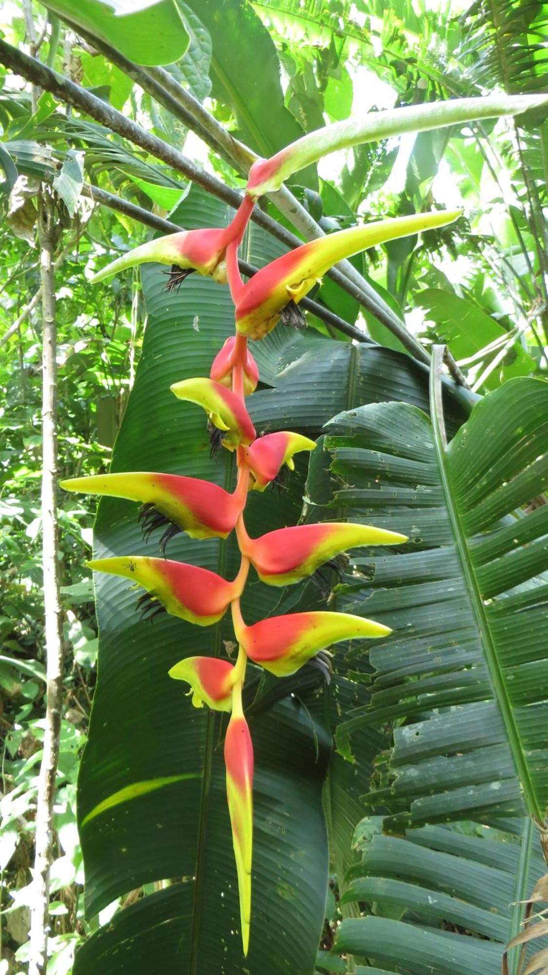 El Tucan Jungle Lodge Puerto Viejo de Talamanca 외부 사진