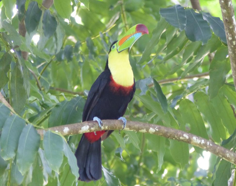 El Tucan Jungle Lodge Puerto Viejo de Talamanca 외부 사진