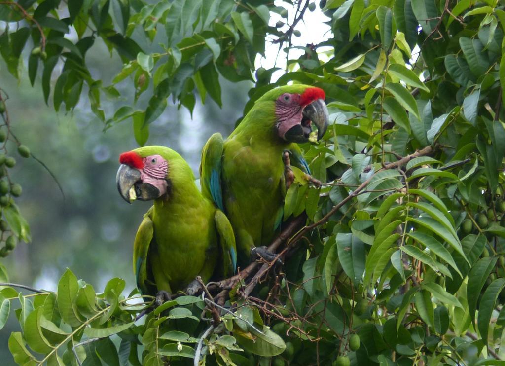 El Tucan Jungle Lodge Puerto Viejo de Talamanca 외부 사진