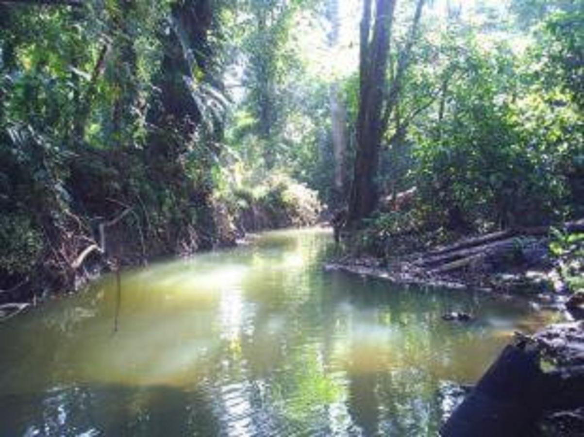 El Tucan Jungle Lodge Puerto Viejo de Talamanca 외부 사진